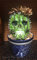 Barrel Cactus Skull (Mixed Media Sculpture)